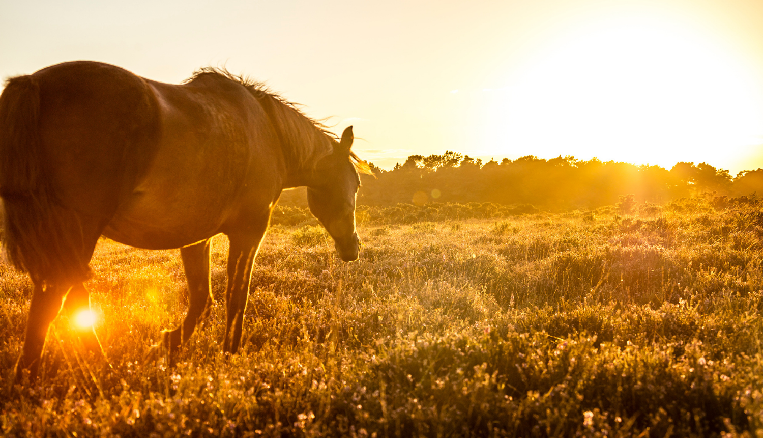 New Forest Pony